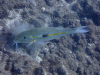 Mar 14 23 Reef Dive w Jeff