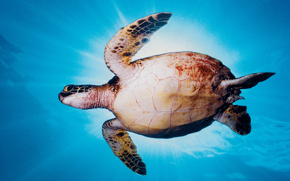 sunburst-turtle