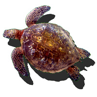 hi_green_sea_turtle-rob