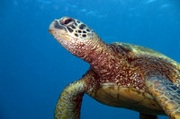 Turtle Profile