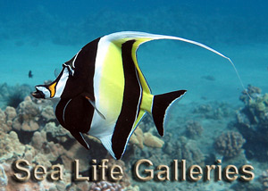 Sea-Life-Galleries-cover