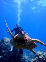 web-diver-turtle-scuba-cj