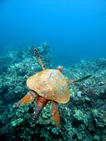 swim away turtle BTP2012©