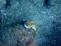 Dec 10 23 Reef Dive w Don Faye