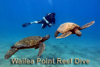 Wailea Point Reef Dive