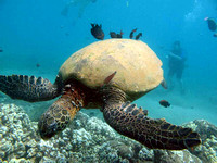 gallery-maui-scuba-photos-turtle-cleaning-station-fish-ba