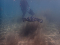 Apr 1 24 Scooter Dive
