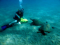 gallery-maui-scuba-photos-turtles-scooter-diver-ba