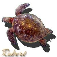 hi_green_sea_turtle-Robert