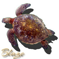 hi_green_sea_turtle_blaze