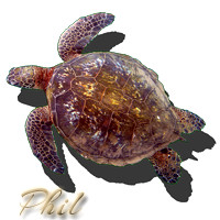 hi_green_sea_turtle_phil