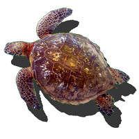hi_green_sea_turtle-rob