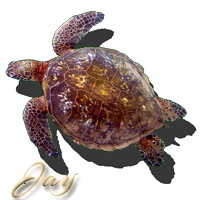 hi_green_sea_turtle_jay