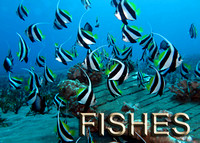 fishes-cover