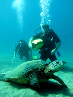 gallery-maui-scuba-photos-turtle-scooter-diver-ba