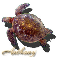 hi_green_sea_turtle_anthony