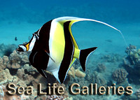 Sea-Life-Galleries-cover