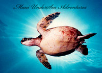 5x7-W-postcard-Turtle-Photo-(front)
