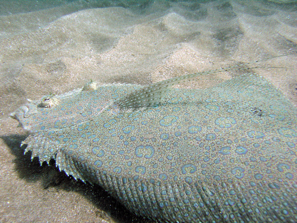 Peacock flounder 1 BTP2012©