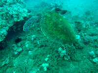 25-Feb-17 Ens Wailea Point Scooter Snorkel (Jay)