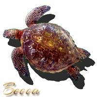 hi_green_sea_turtle_becca