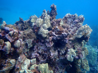 PC221475