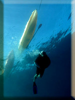 gallery-wailea-coast-kayak-diver-down