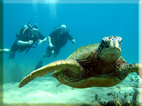 gallery-wailea-point-reef-divers