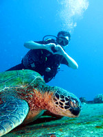 gallery-maui-scuba-photos-turtles-i-love-turtles-ba