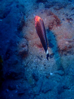P5283589
