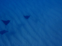 PB090374